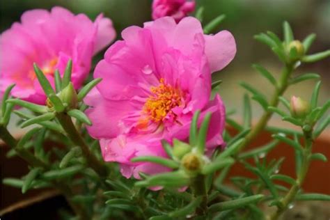 夏天時花|夏天開什麼花？這些植物都在夏季開花 